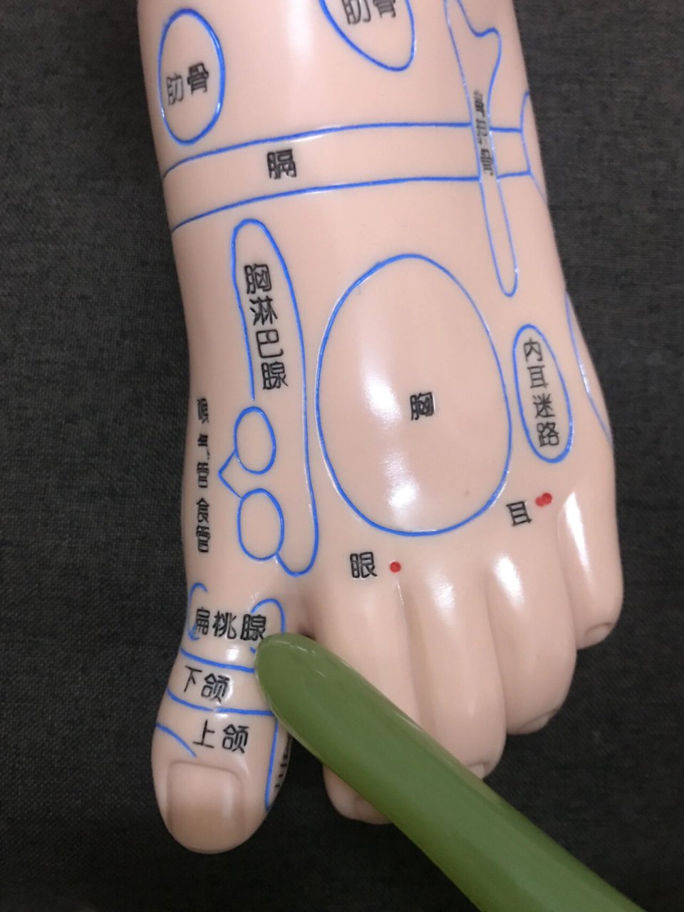 足底好处 扁桃体反射区位置与功能 扁桃体: 位置:位于双脚脚背拇趾的