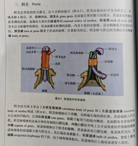 为什么阴茎往上翘