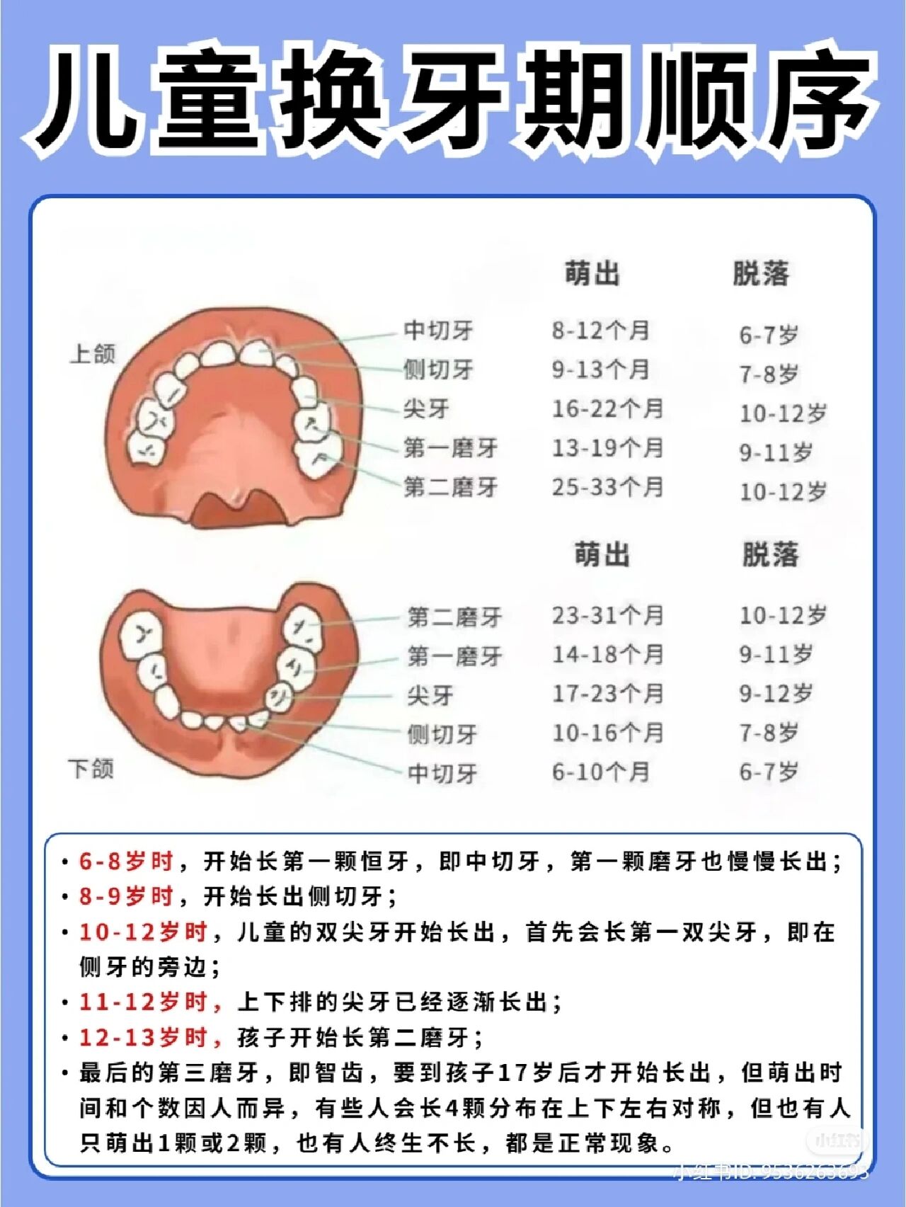 所有牙齿都会换吗图片