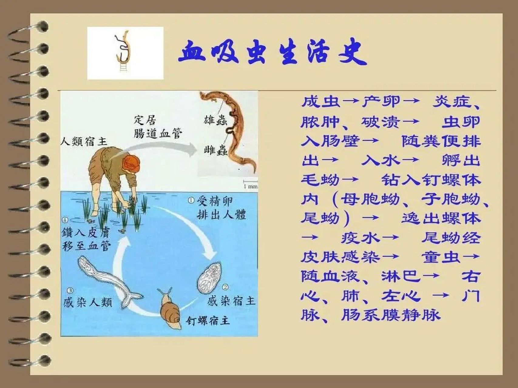 血吸虫疫区患者需要得到重视!