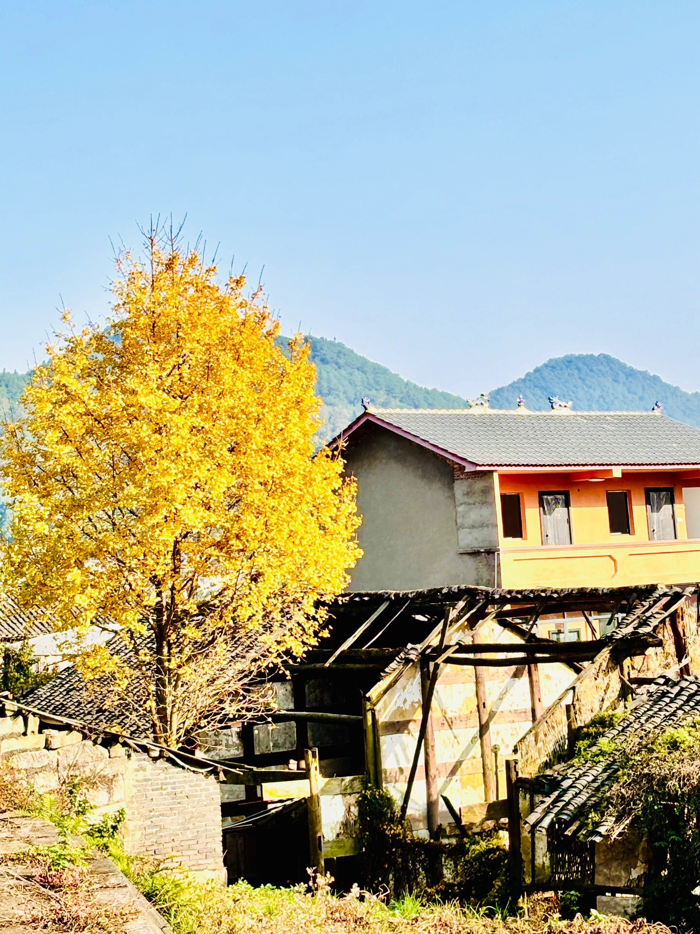 美丽乡村|金色虎头山 7215景点玩法: 在北碚歇马镇的虎头山村