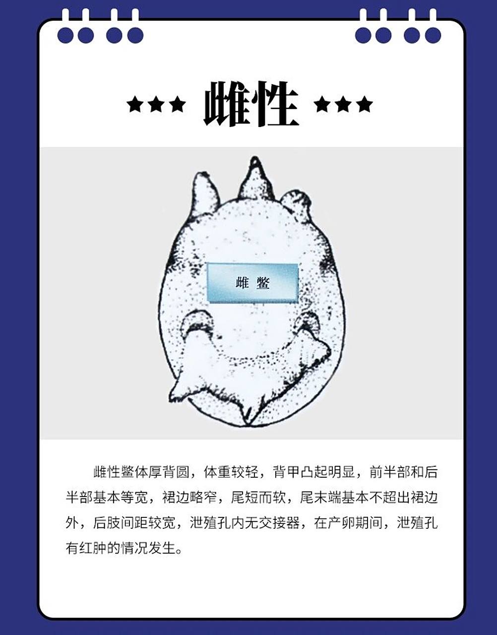 雌雄鳖的区分 雌雄鳖的区分 97雌性:雌性鳖体厚背圆,体重较轻,背甲