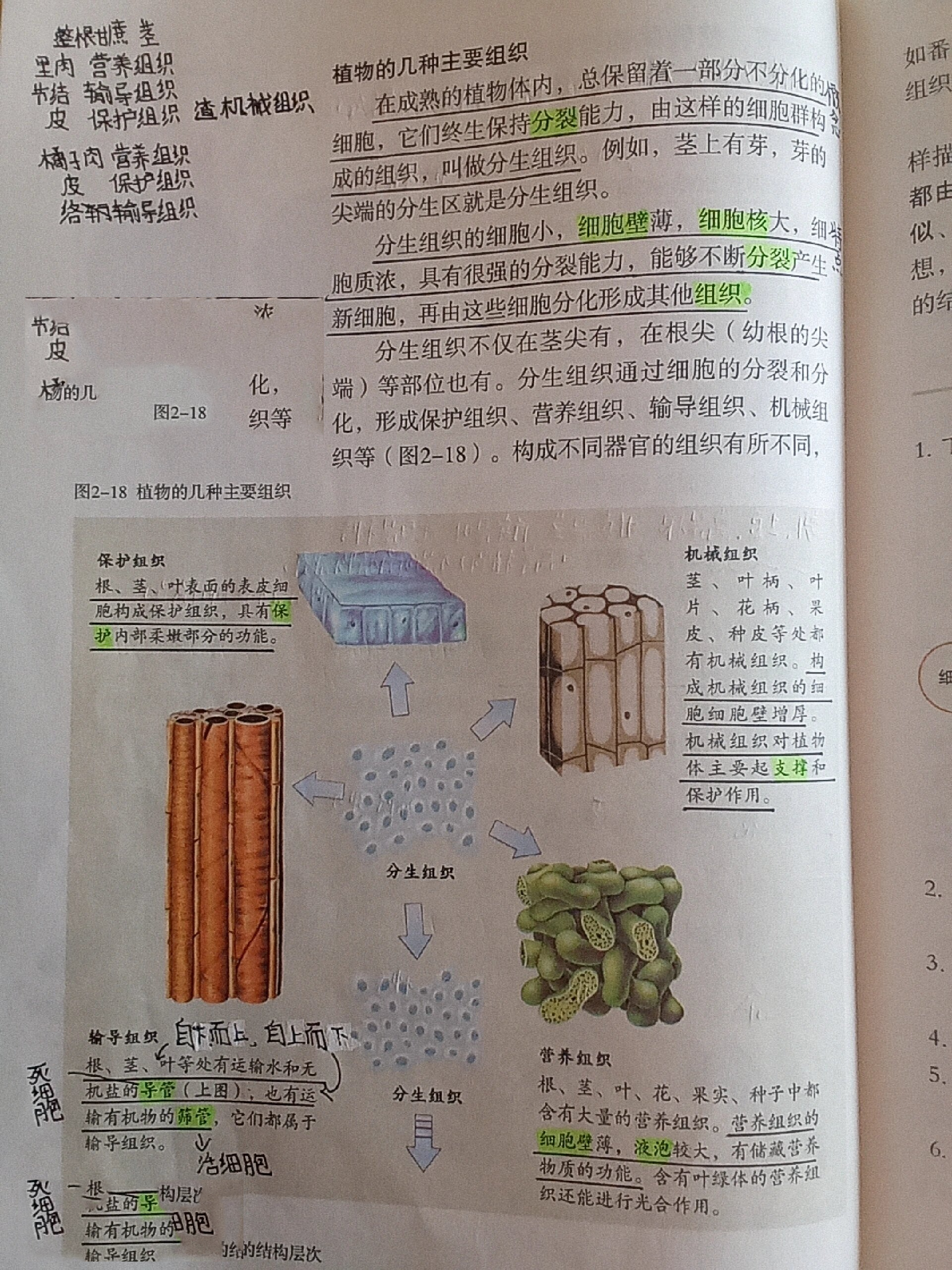 七上生物《植物体的结构层次》