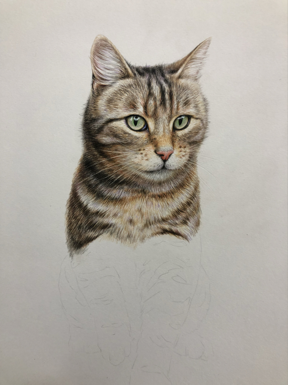 步骤 彩铅画猫咪  浅色毛发用压痕笔先压痕  再涂色 压过地方涂不到色