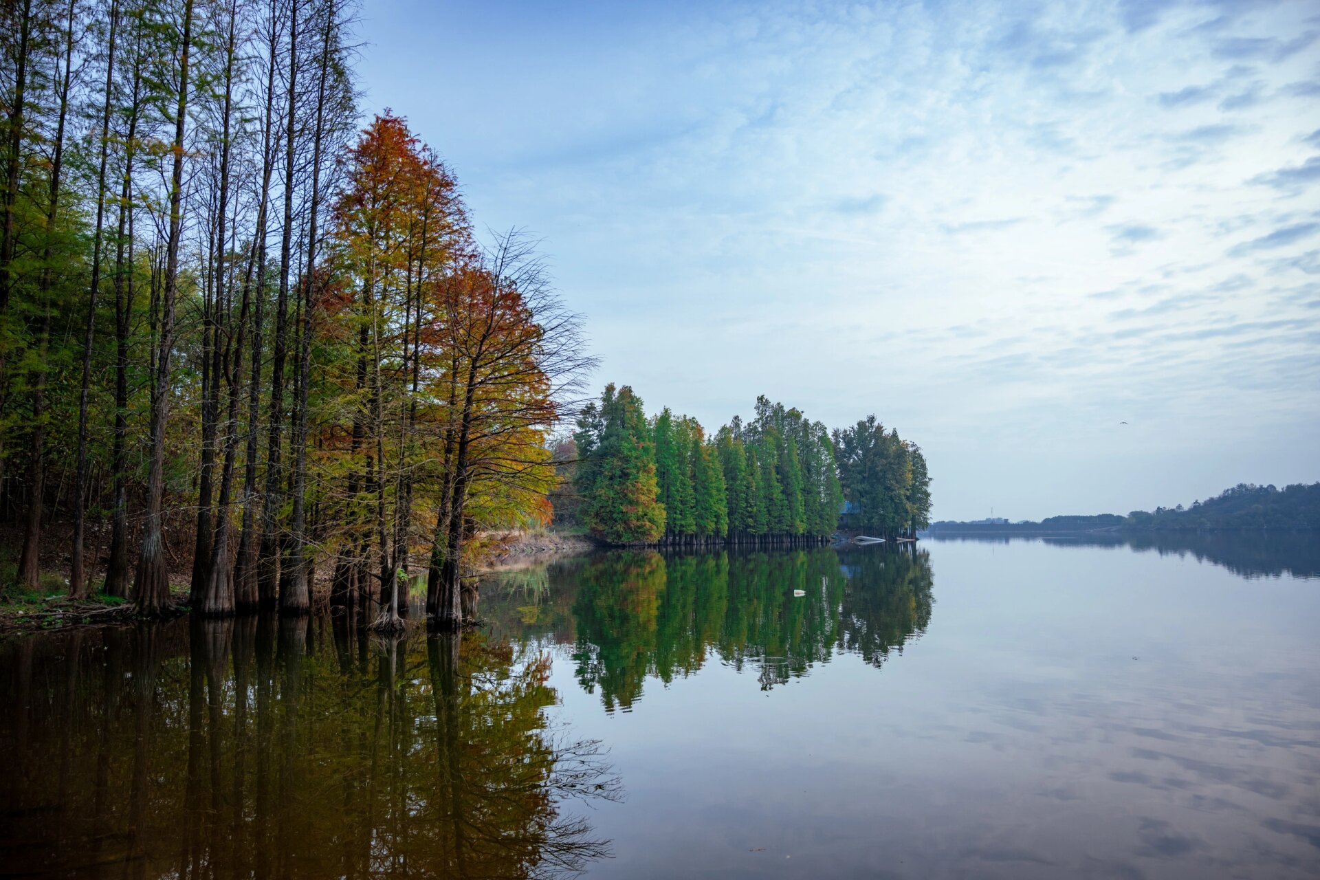兰溪赏秋景点,东风水库 一个秋天看水杉林的好地方