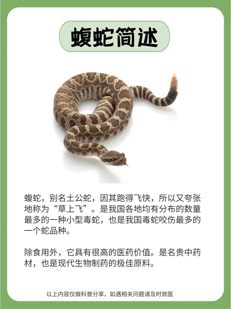 之🐍蝮蛇,化风湿的动物人参 蝮蛇是我国分部比较广的一种毒蛇🐍