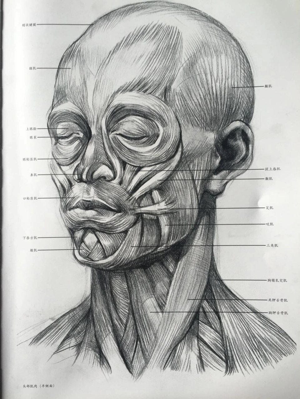 素描笔记|让人沉迷的肌肉解剖来了94头像 素描头像中对肌肉的理解是