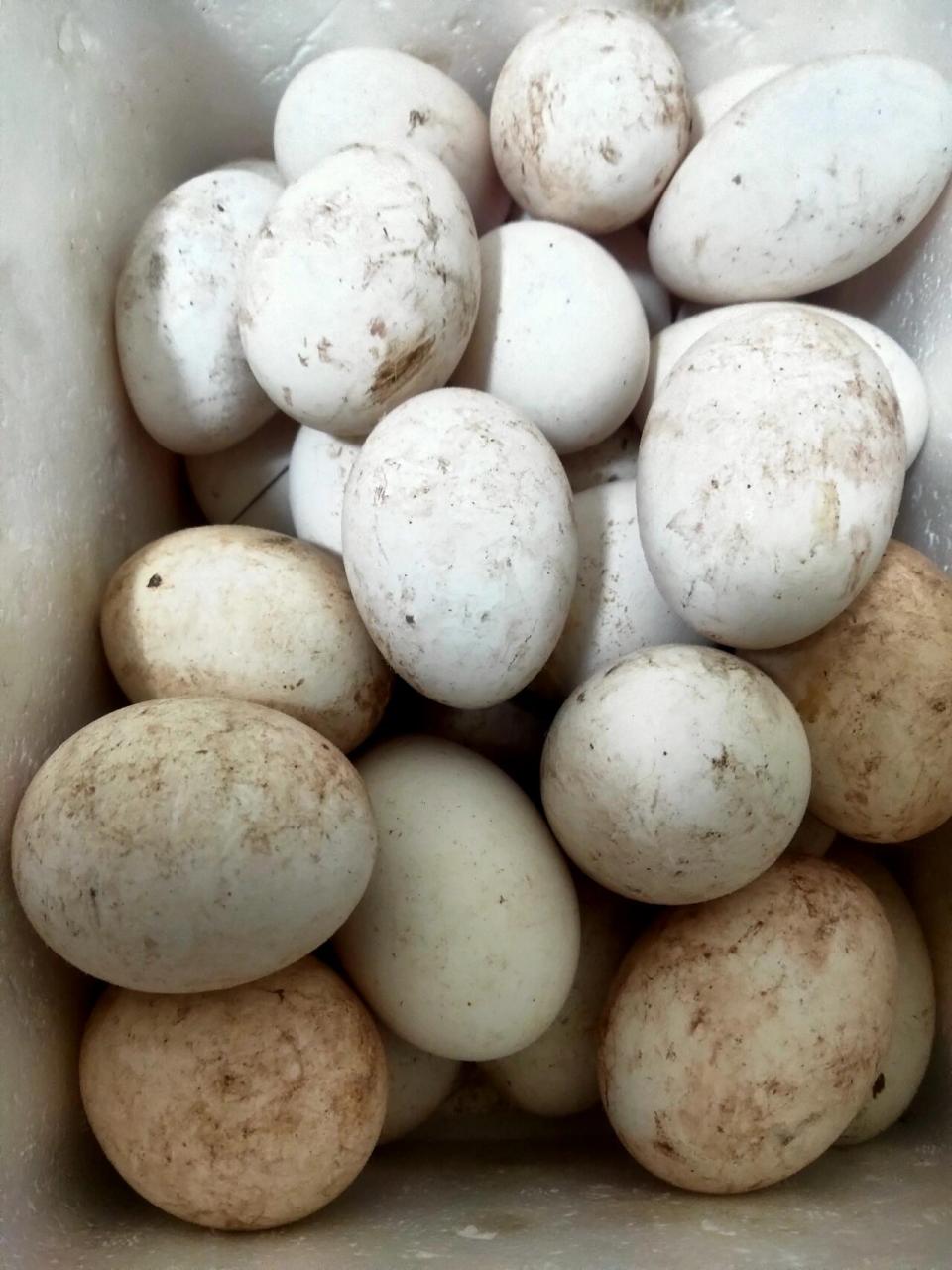 农村亲戚家的土鹅蛋,粮食散养 鹅蛋我已经吃过,并没有像大家网上说的