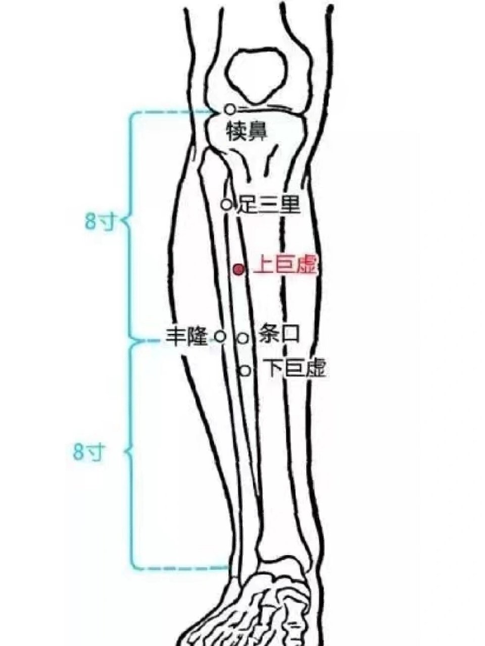 上巨虚的位置图片