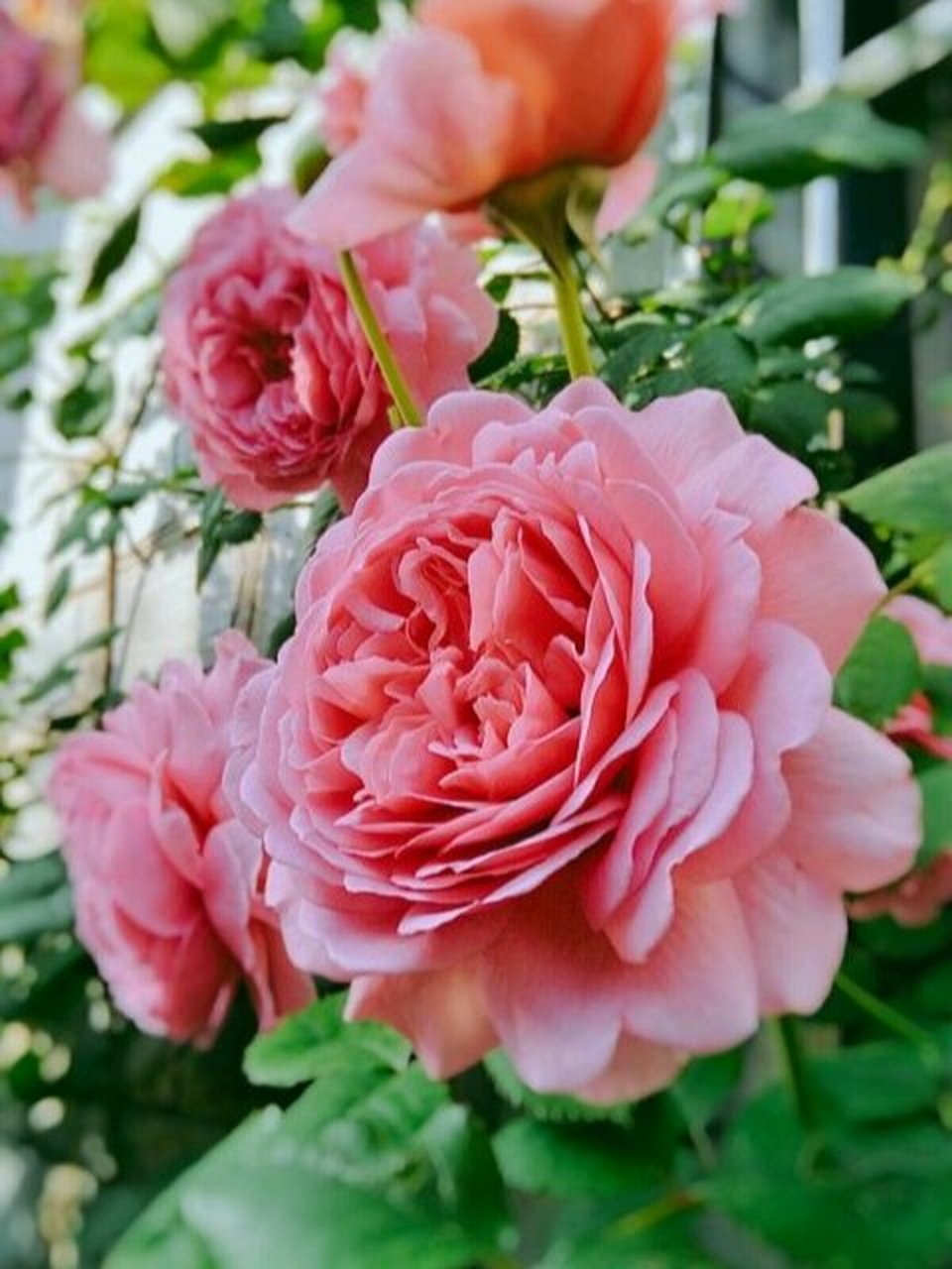 肯特公主月季,多头勤花