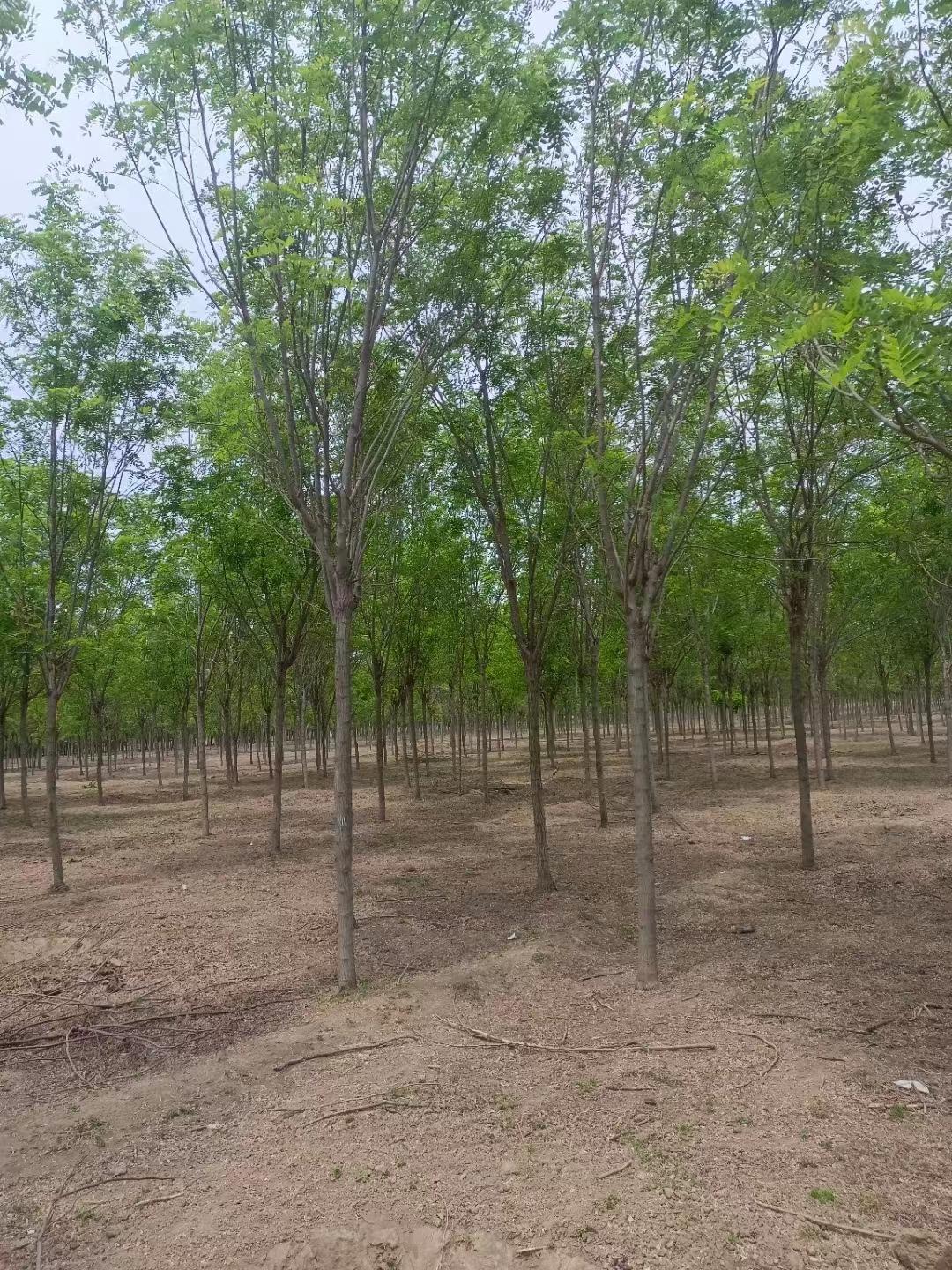 香花槐具有较强的适应性,其树冠形态美观,叶绿柔和,花香浓郁,尤其是它