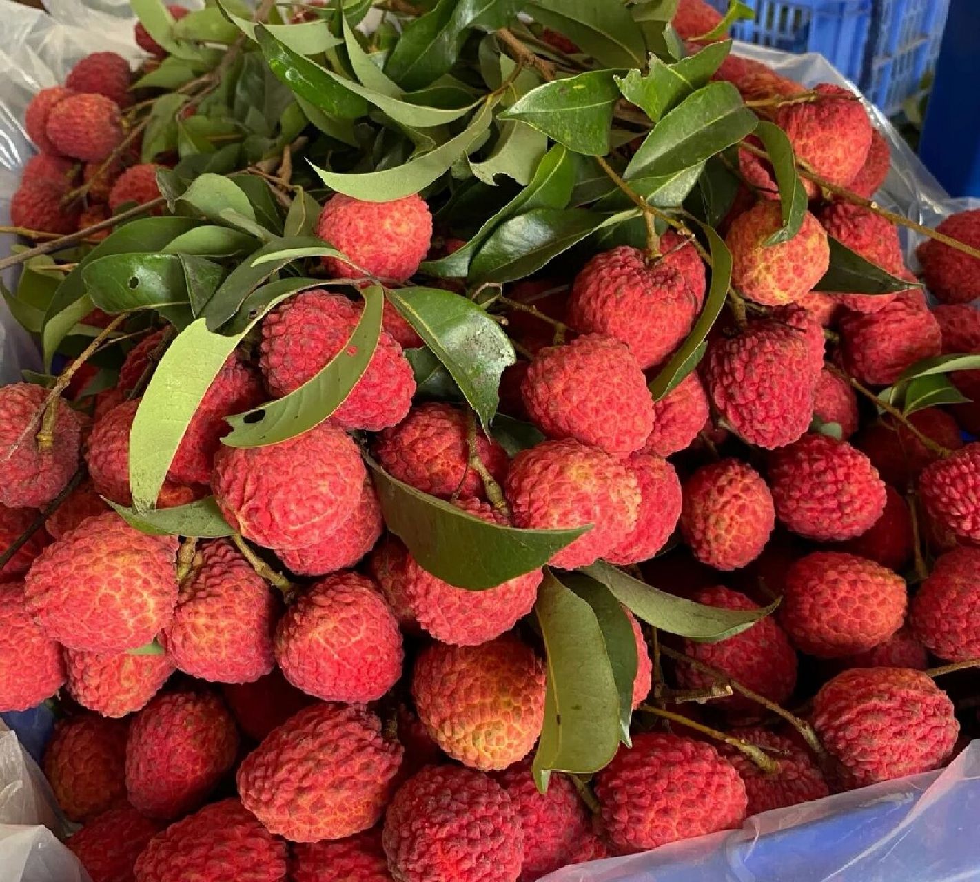 荔枝中的天花板 马上又到夏天了,最爱的就是荔枝!