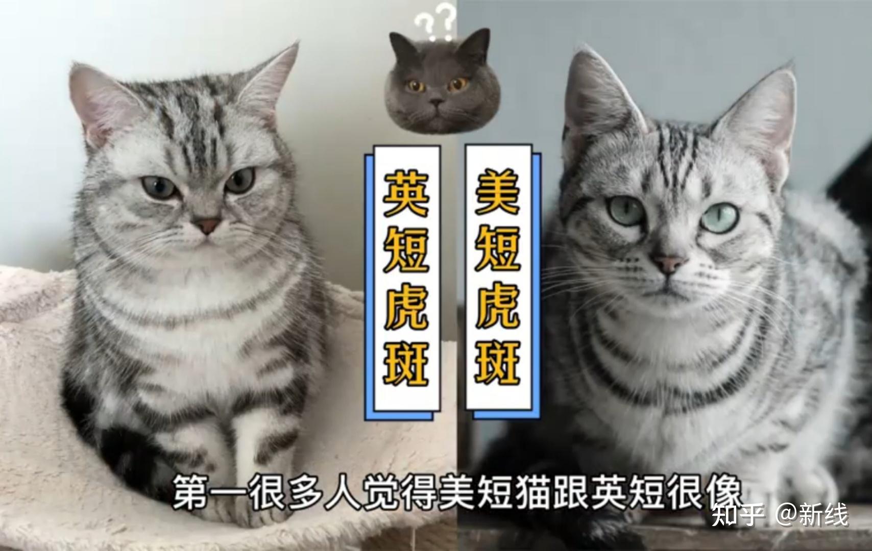 如何区别虎斑英短和美短