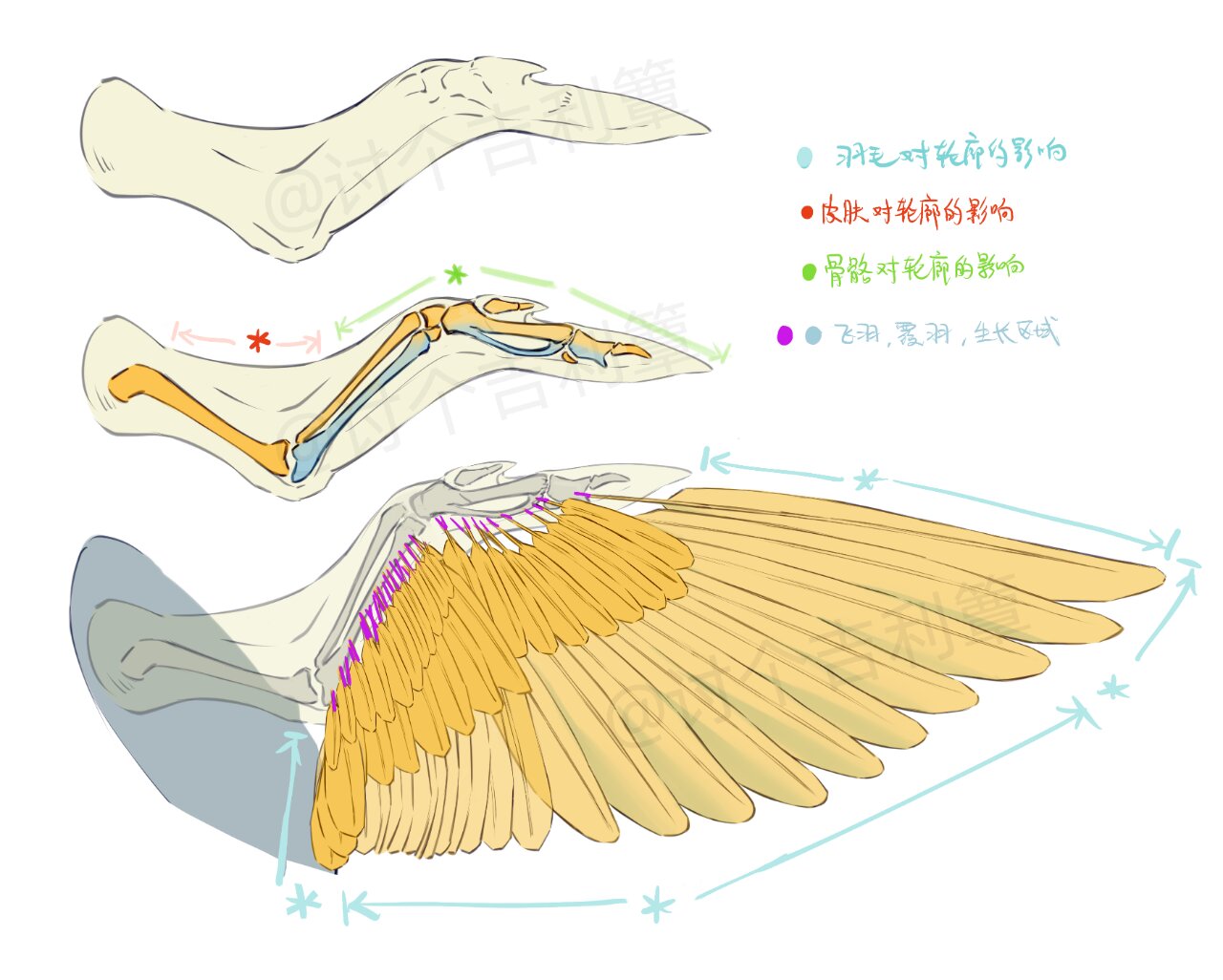 画了鸟类翅膀的骨骼结构