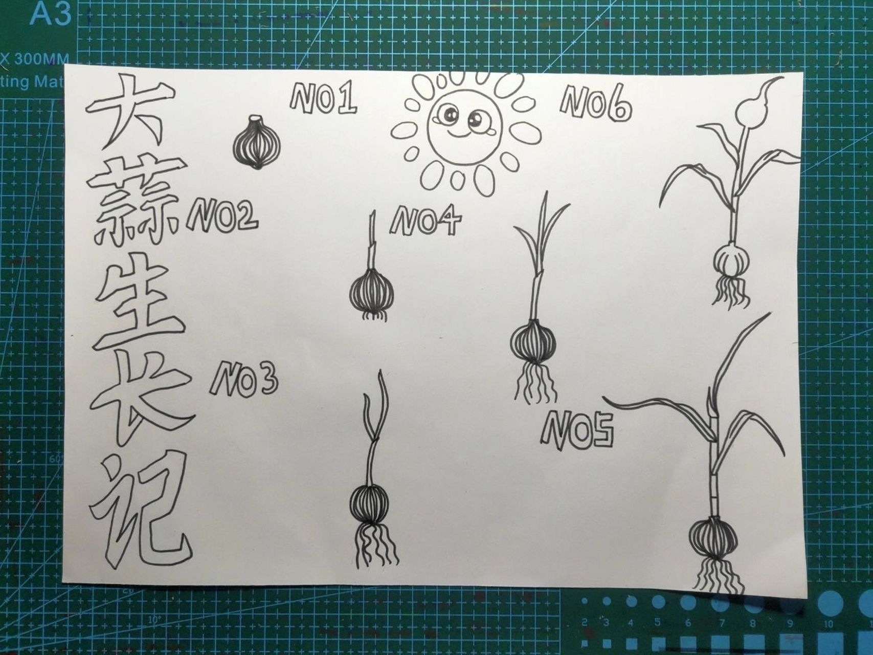 大蒜生长过程的简笔画图片
