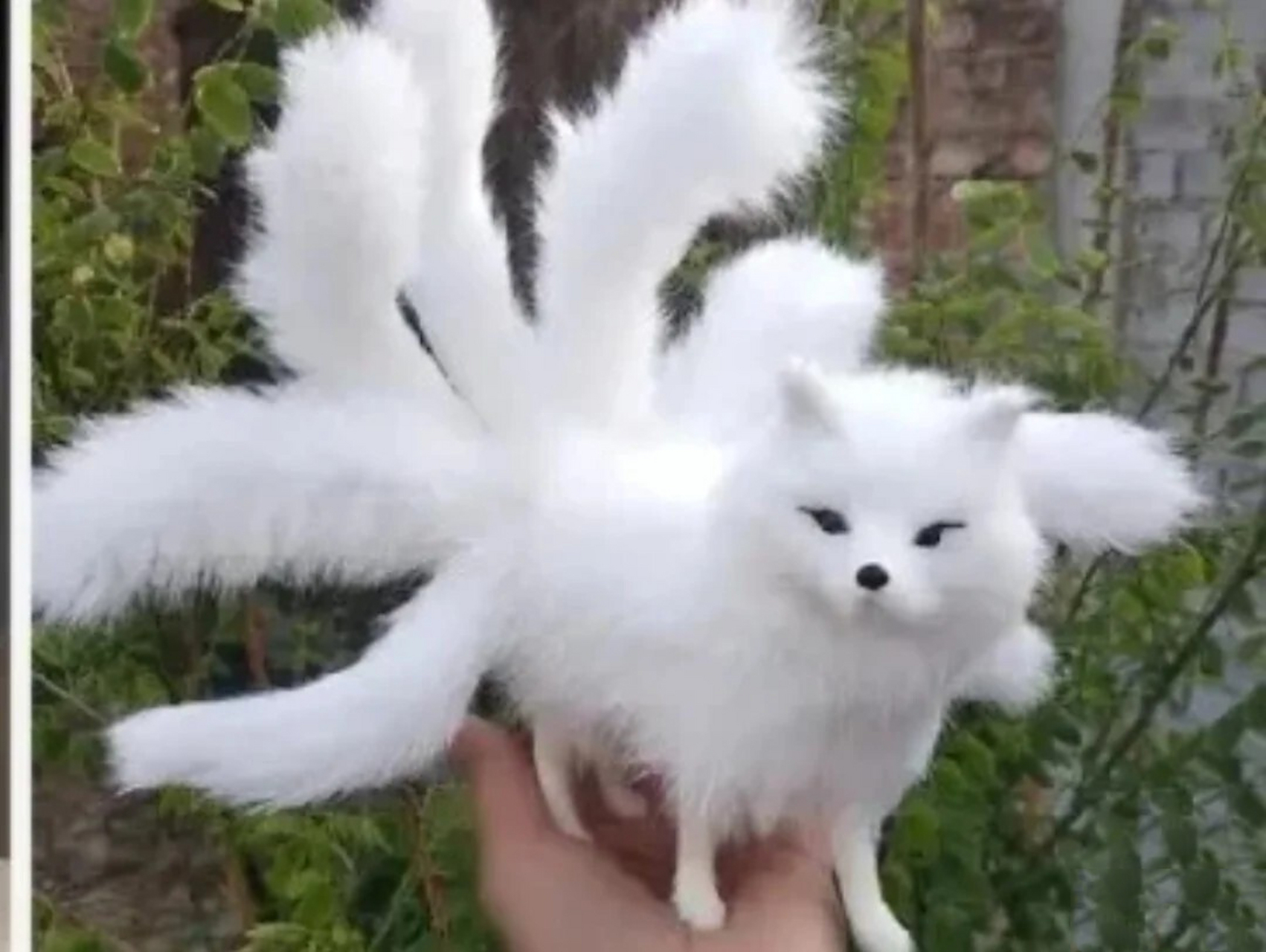 世上真有九尾狐?