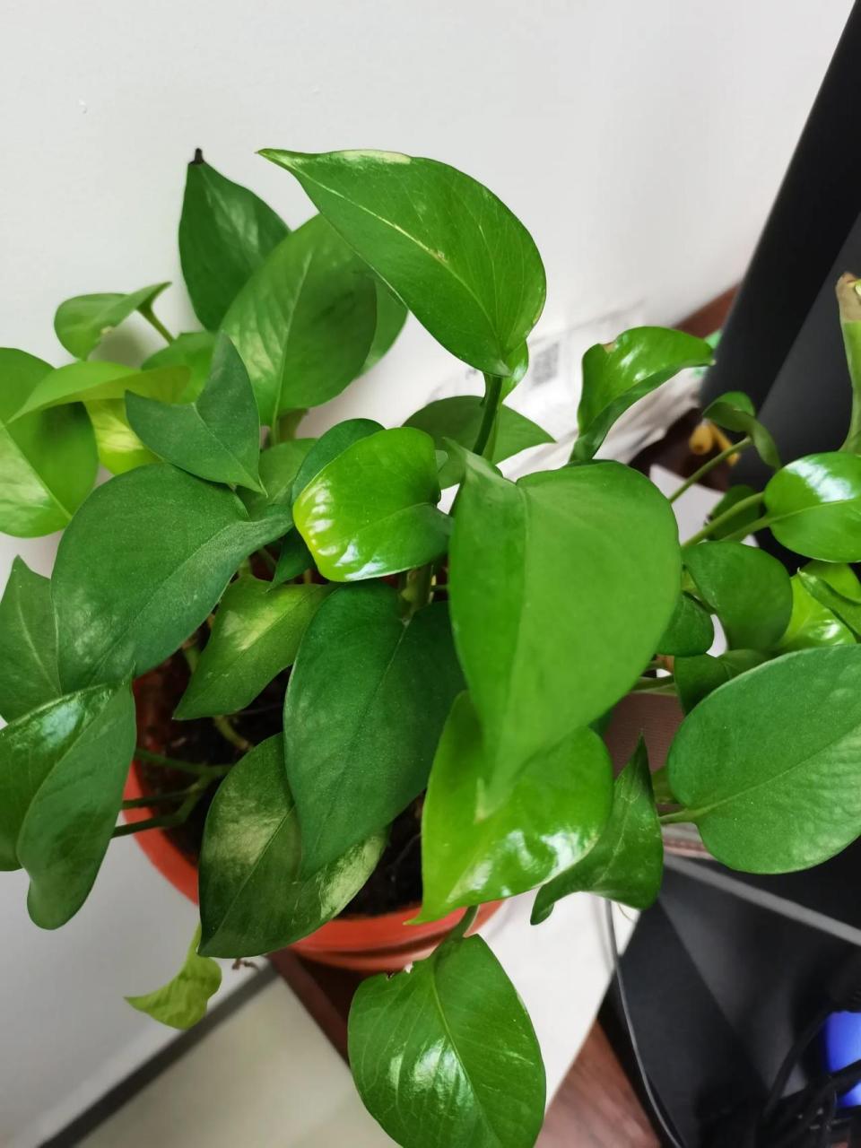 都说绿萝吸甲醛,但不能长期在室内摆放,有毒  我这盆颜色这么正绿