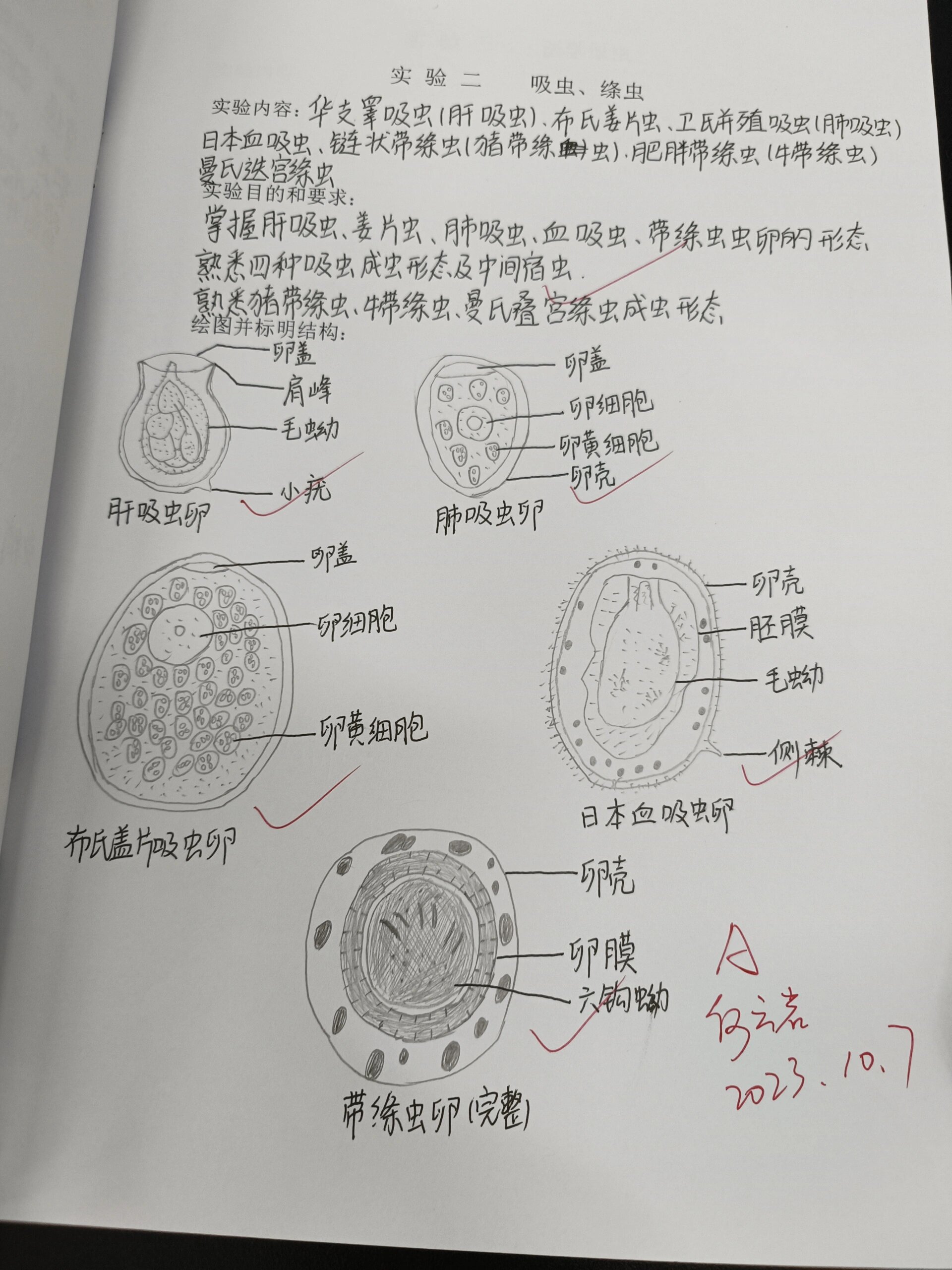 吸虫,绦虫的思维导图图片