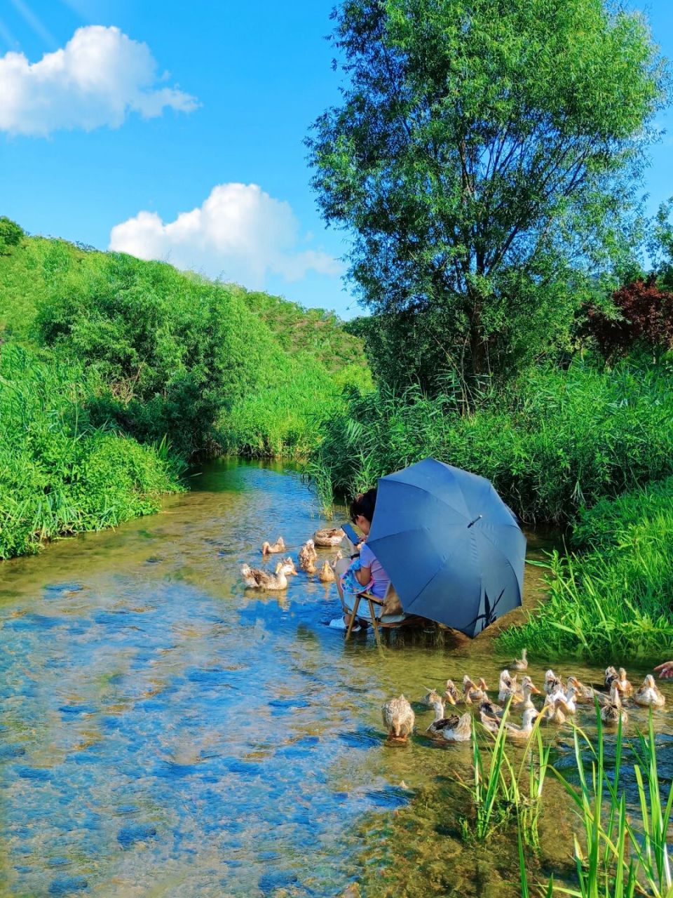免费跟鸭群玩水,京郊就这独一份 哈喽,大家好哇,上周去怀柔六渡河玩