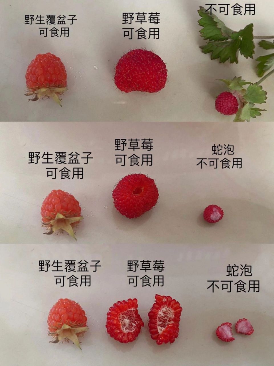 树莓,覆盆子,野草莓傻傻分不清 简单的说,地上长得那种是野草莓,树上