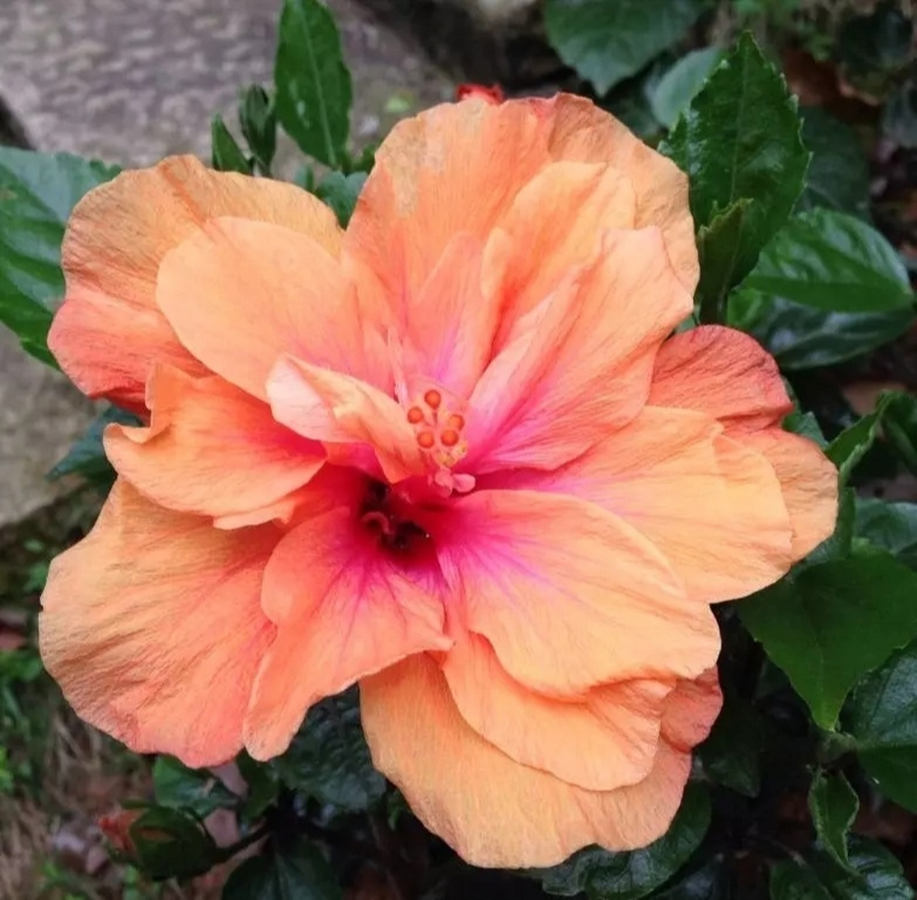 朱槿花又名扶桑花 朱槿:又名扶桑,佛槿,中国蔷薇.汉语拼音:zhujin.