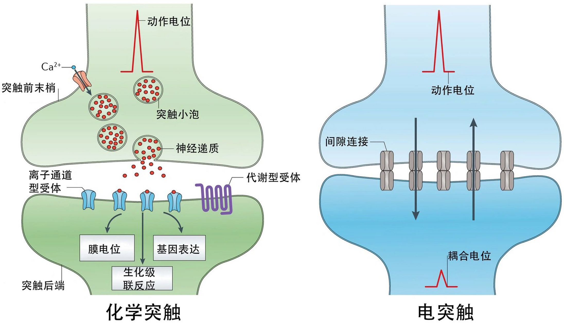 突触前抑制图片