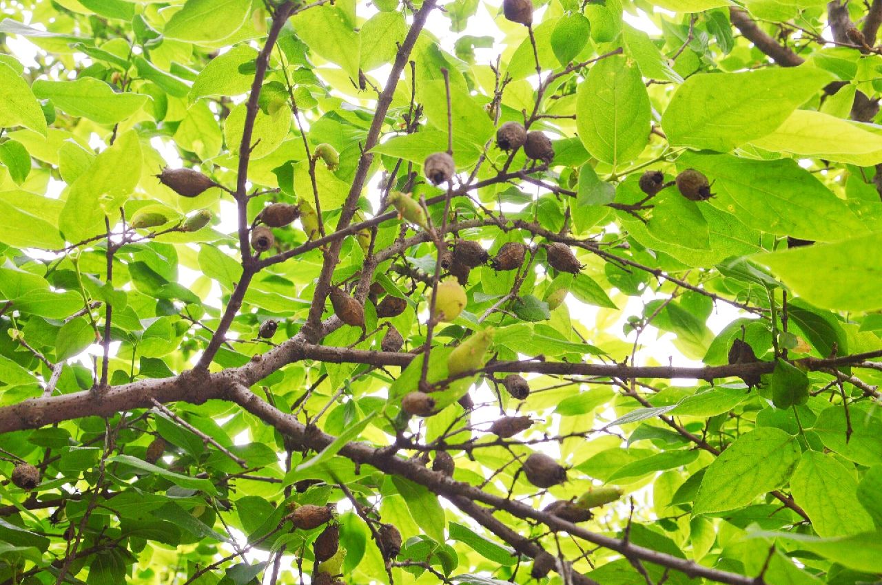 腊梅果,即植物腊梅(蜡梅)的果实