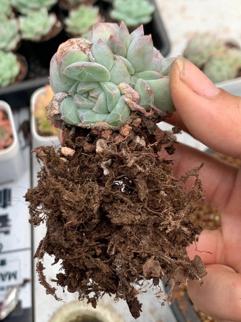 能确认,百分百打了矮壮素.