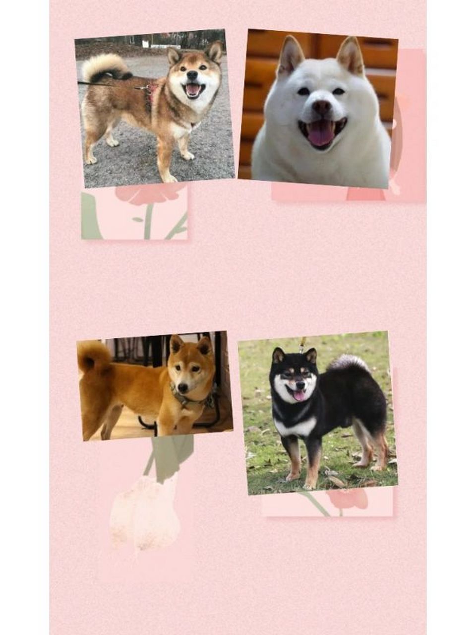 柴犬的小知识 06柴犬的寿命一般106112年,饲养条件好,可以活到17