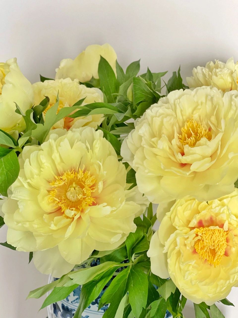 芭茨拉芍药开得太美丽