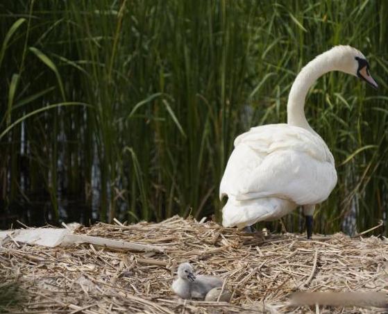 疣鼻天鹅孵化已基本结束,共有11窝天鹅孵出,将近50只天鹅宝宝成功出壳