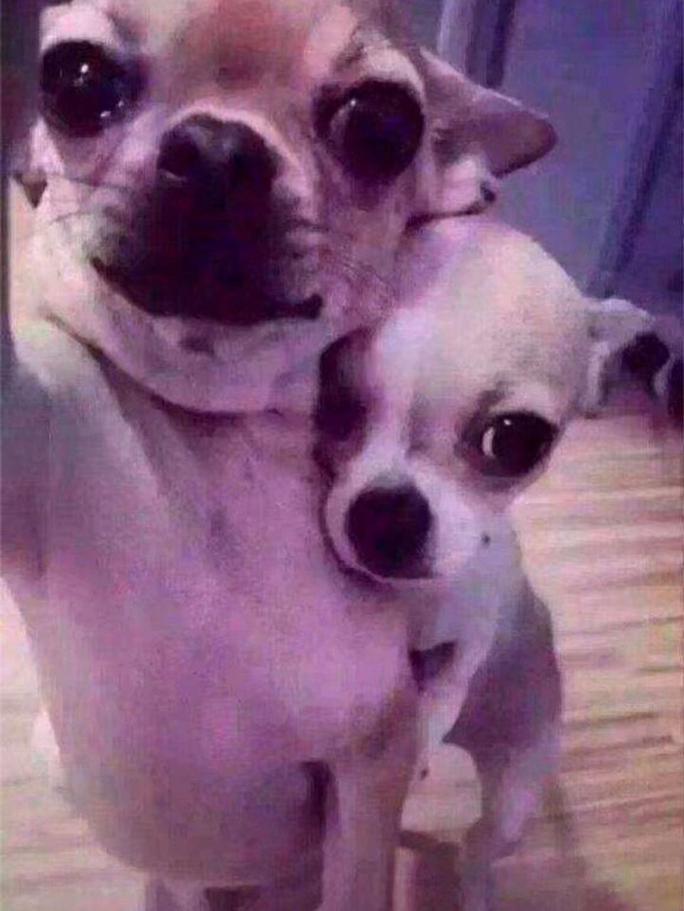 两只狗对比表情包图片
