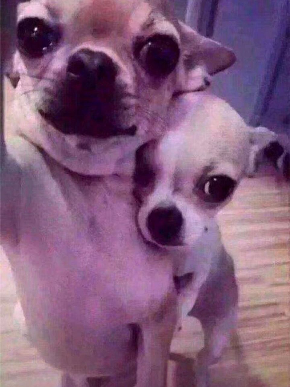 有没有它俩的信息呀 好喜欢这两只吉娃娃 自拍官宣狗 太可爱了 谁有