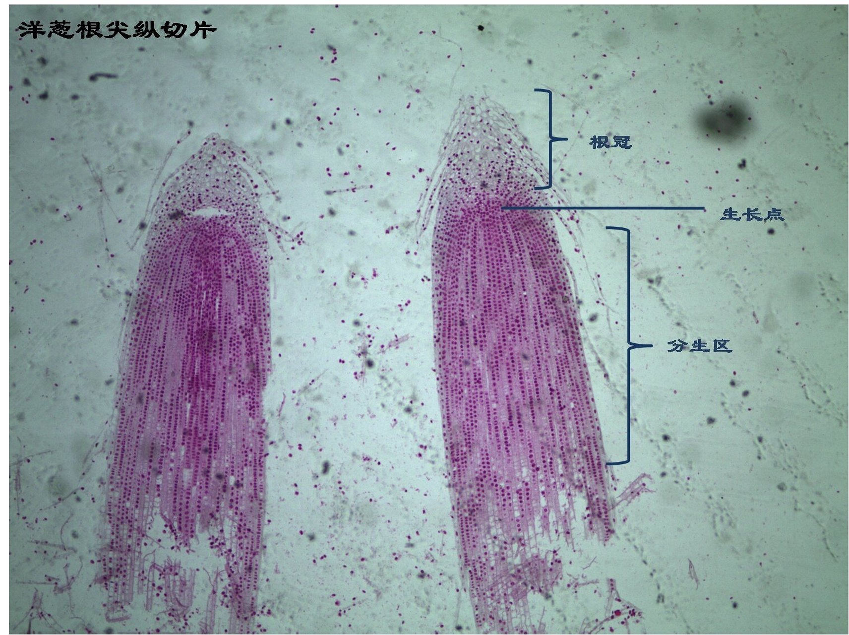 植物根尖构造  根尖构造:根冠-分生区-伸长区-成熟区 (1)根冠     在
