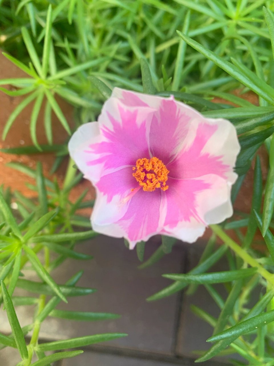 为马齿苋科植物大花马齿苋portulaca grandiflora hook.的全草.