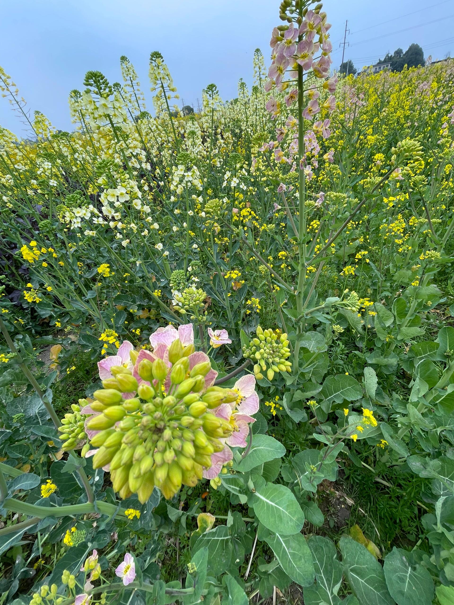 新都油菜花图片