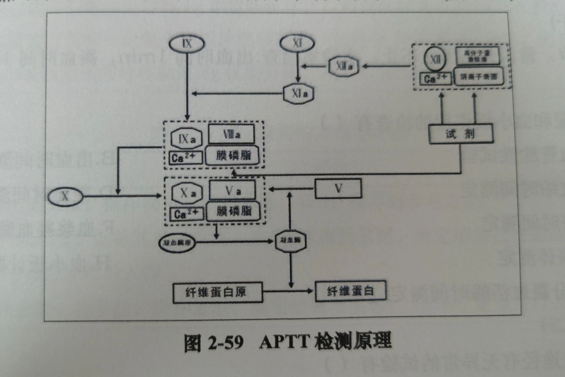 pt和aptt检测原理