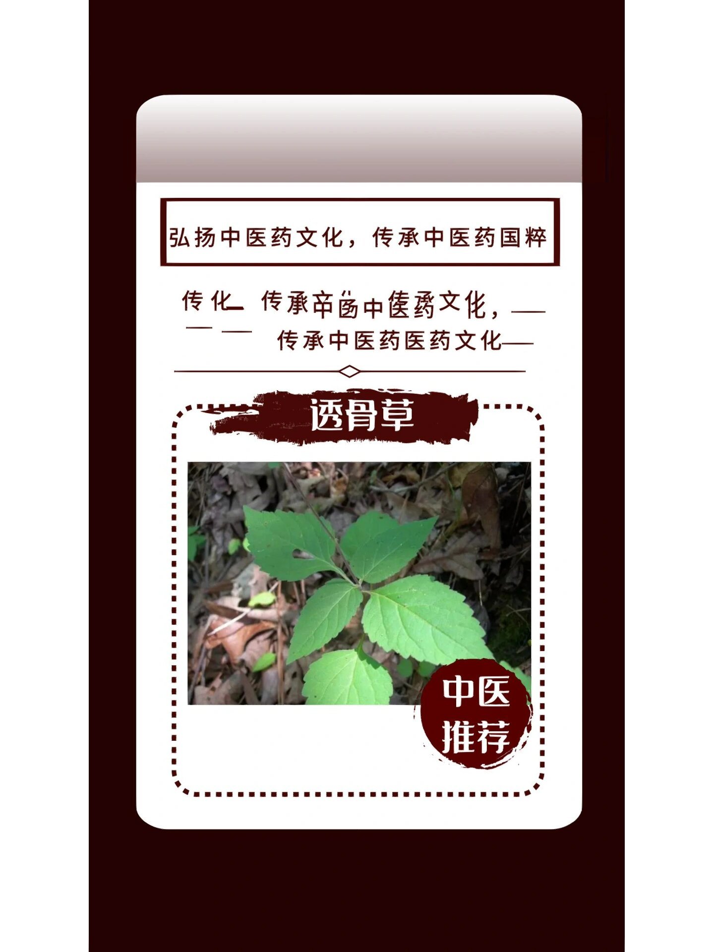 透骨草 【每日一味中药】透骨草 别名:药曲草,蝇毒草 【植物形态】