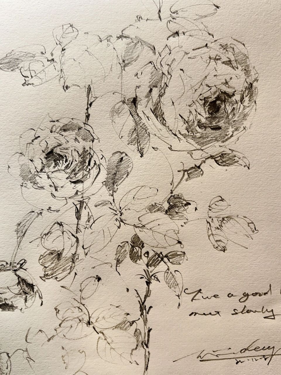 sketchbook 花卉速写 手绘玫瑰 线描花卉 黄昏微光下的玫瑰散发着幽香