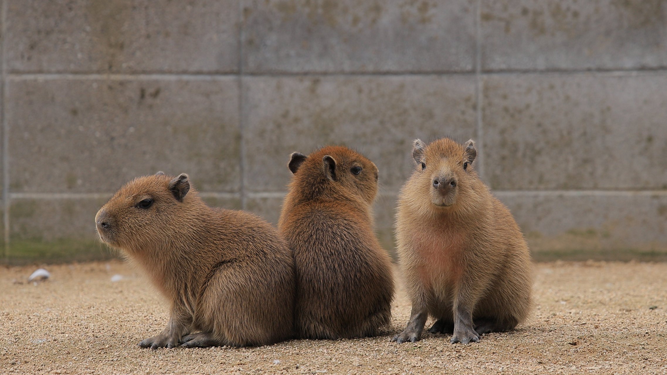 可可爱爱水豚宝宝