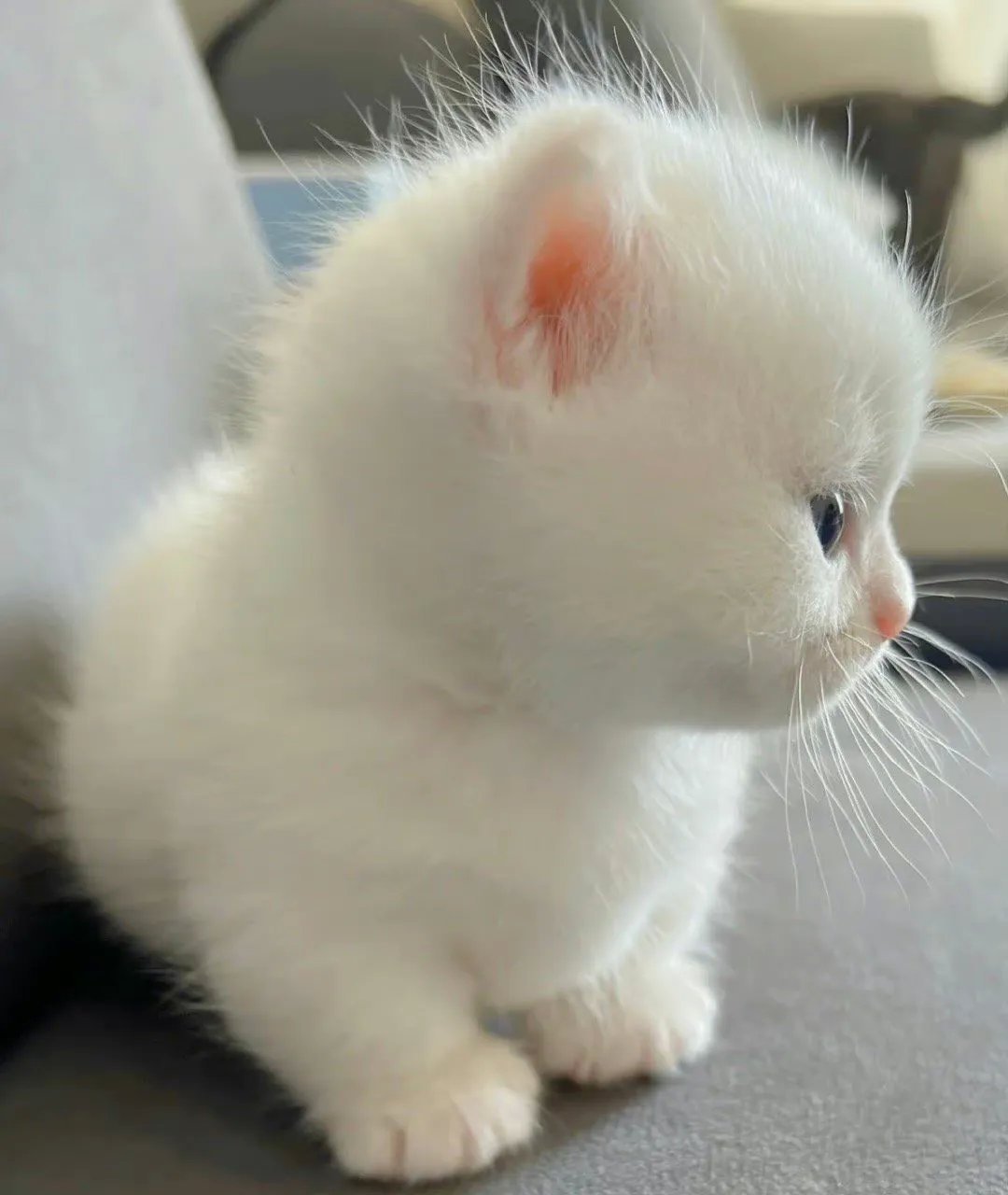 小奶猫真的太可爱了,软软糯糯的,要是能一直长不大多好呀