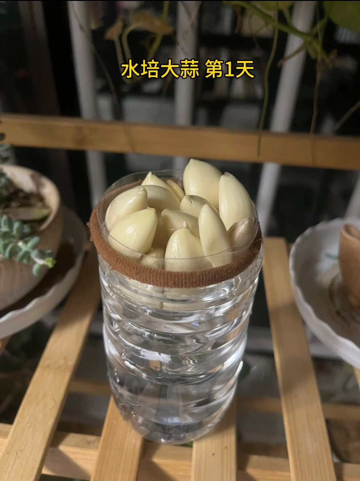 幼儿园作业 水培种子 大蒜 记录成长过程