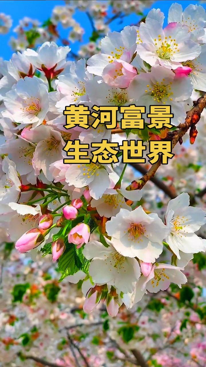 黄河富景生态世界,展示大自然的力量!