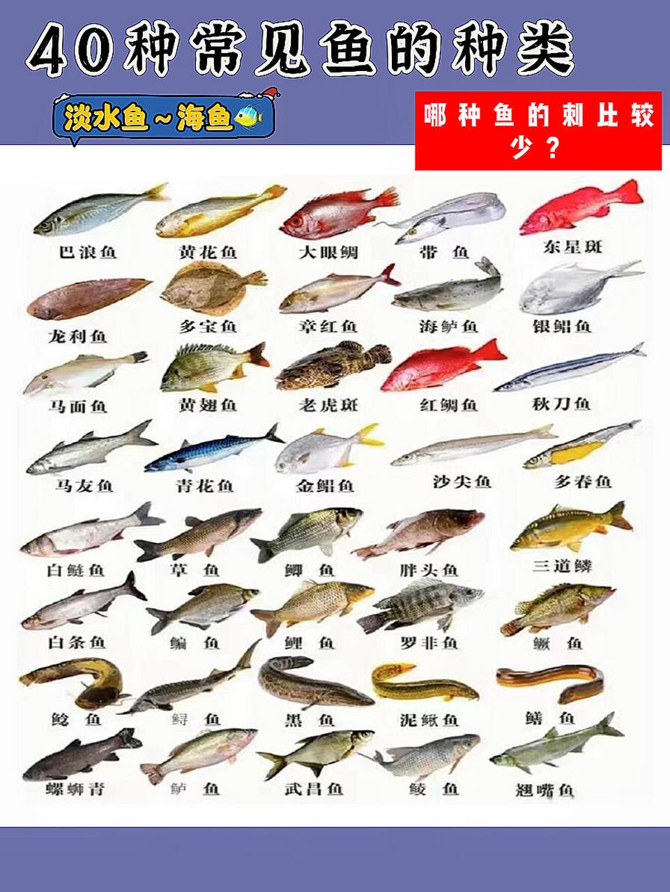 常见淡水鱼海鱼的种类,居然有这么多,这些鱼大家都吃过吗?