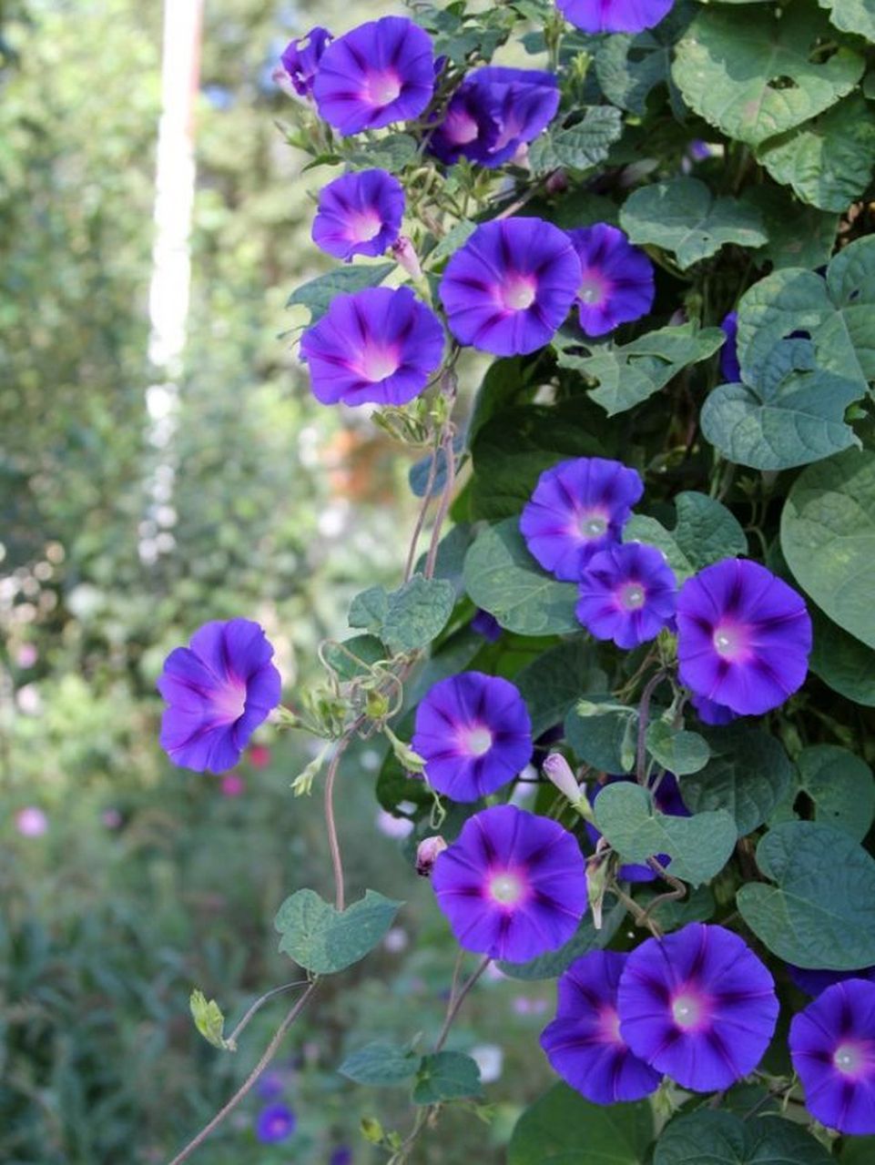 牵牛花的花语 牵牛花的花语 1,生命的象征 牵牛花的花语是生命的象征.