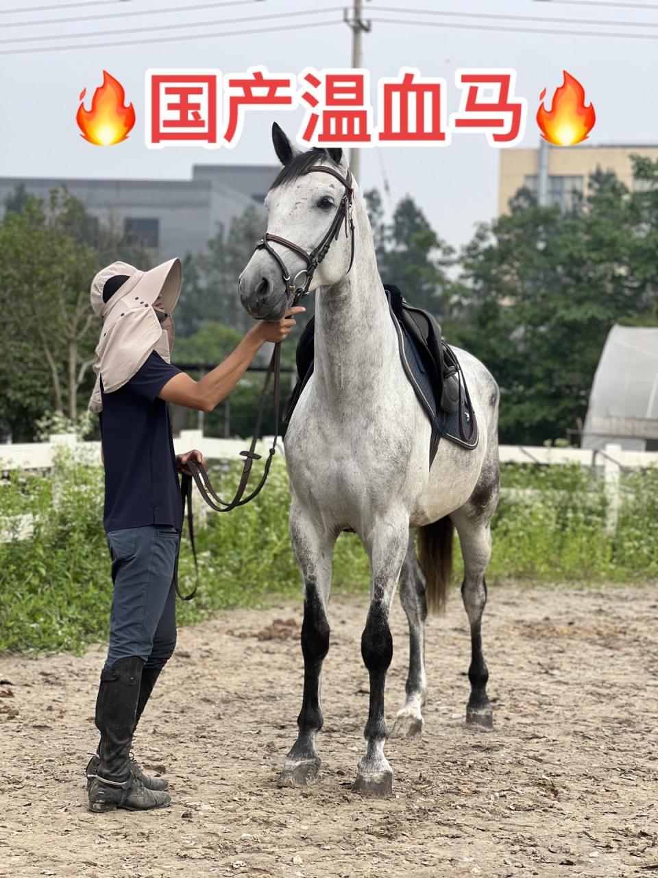 精品国产温血马,菊花清四岁扇马身高1.