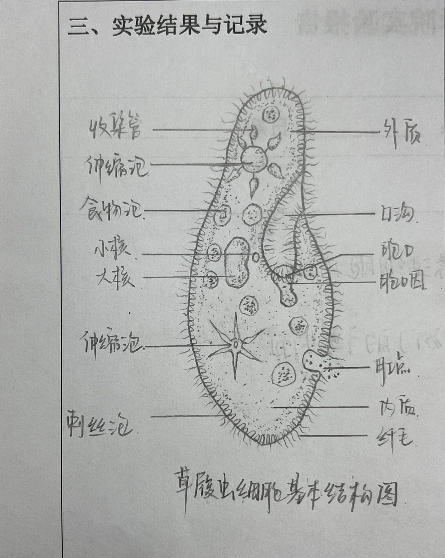 草履虫结构图