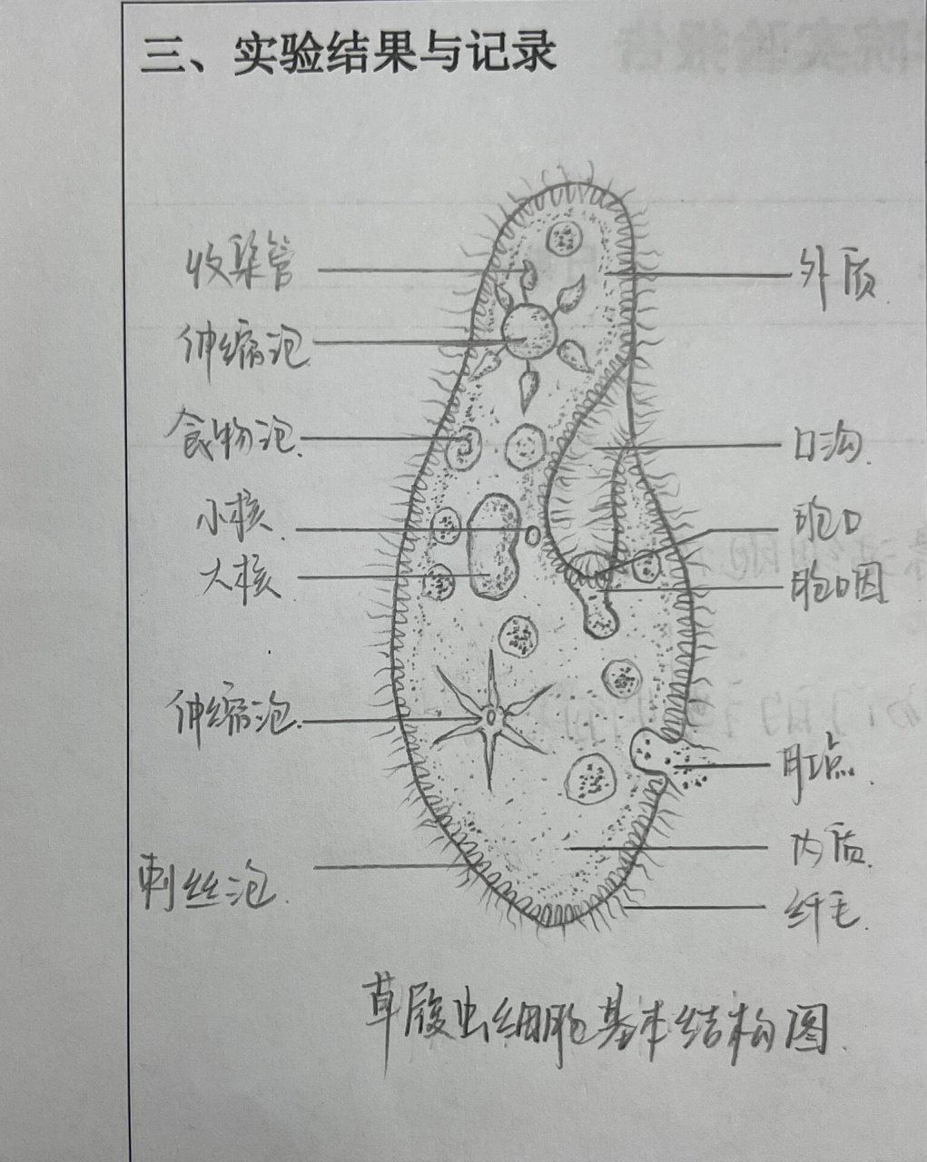 七上生物草履虫结构图图片