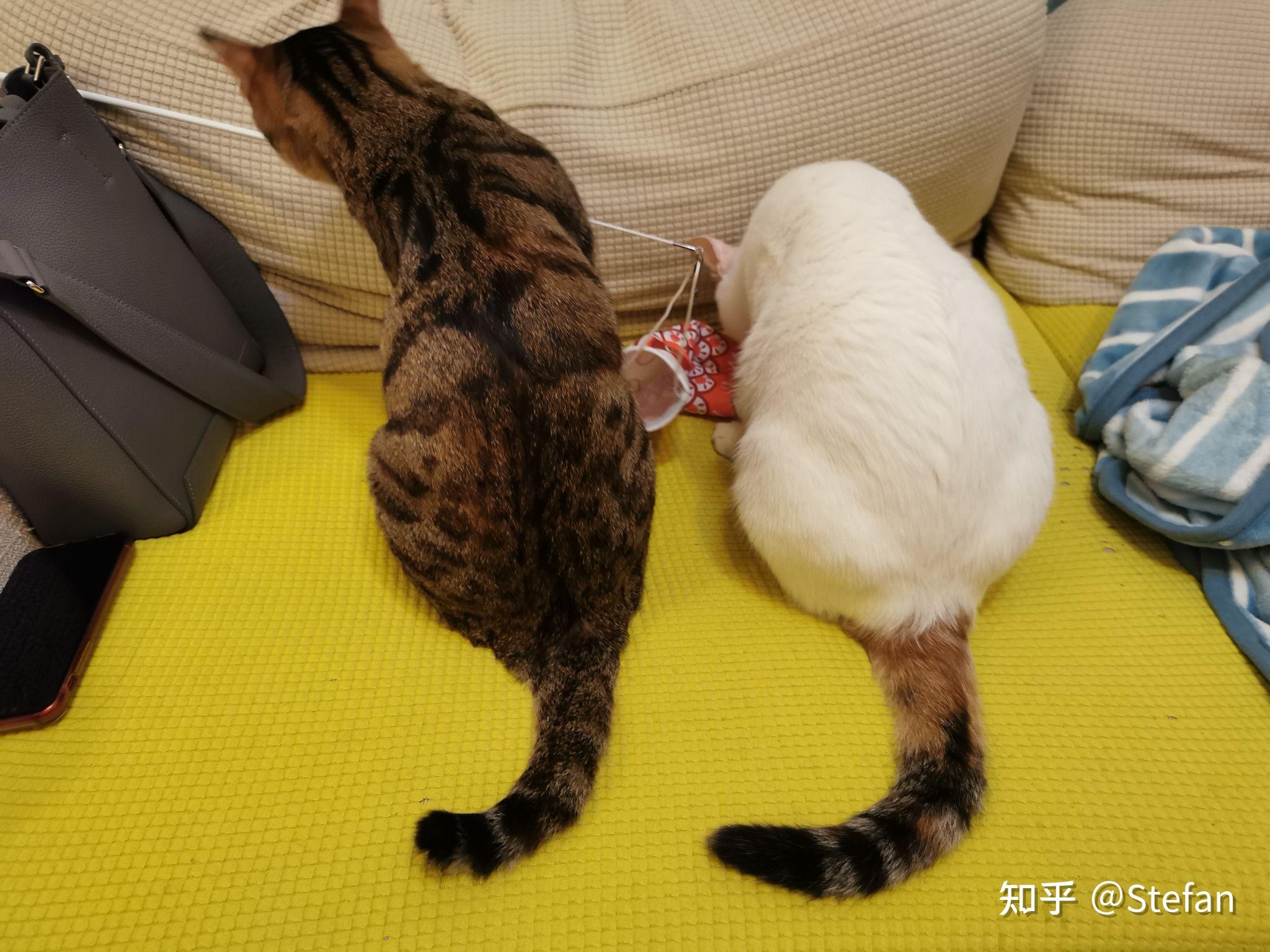 猫咪的尾巴是弯的是什么情况