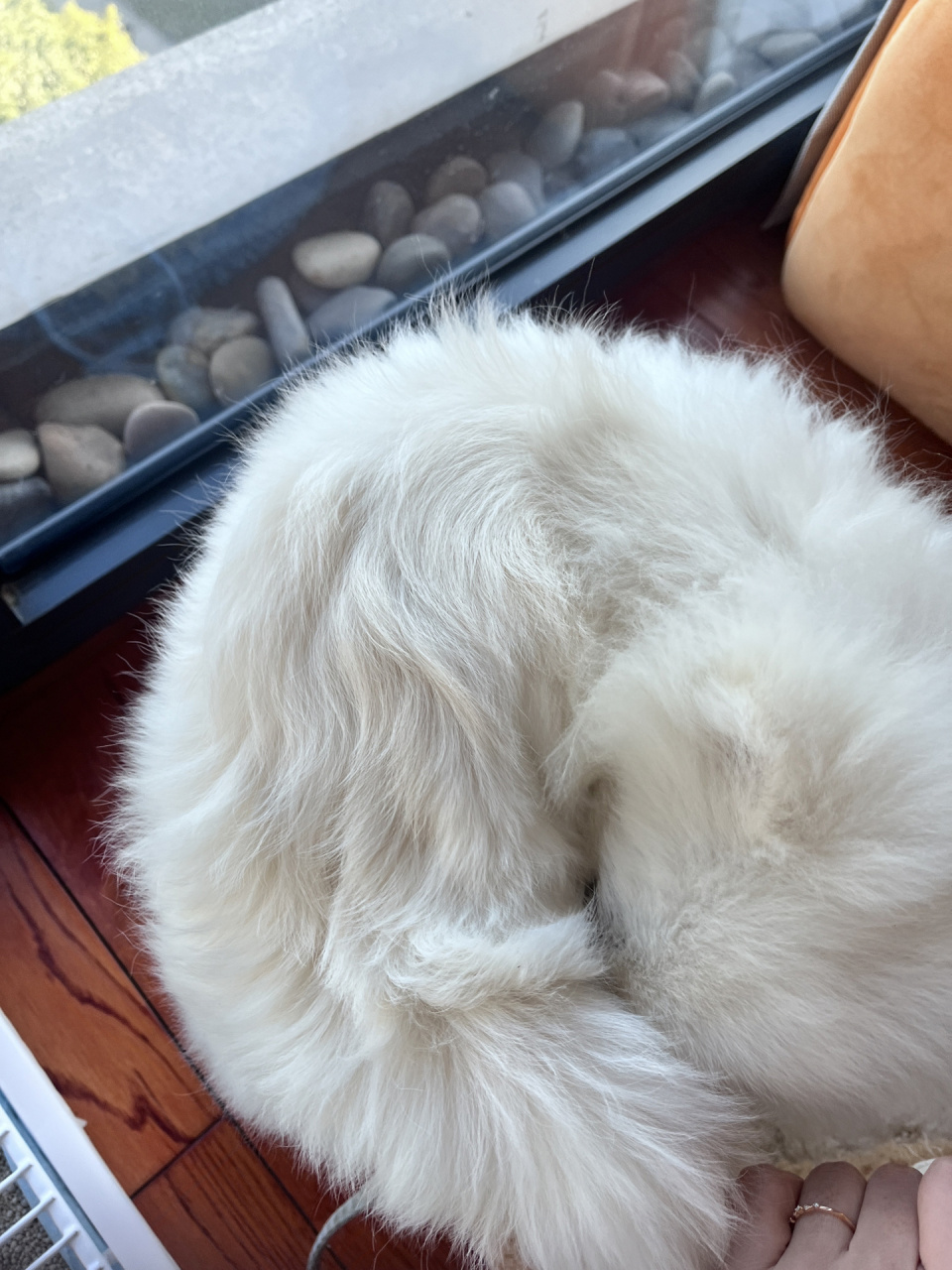 求问博美背上的毛是怎么了 博美犬,5个半月,背上的毛咋么是这样的呀